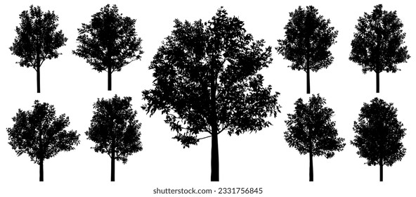 Silhouettes of beautiful ash trees, set. Vector illustration.