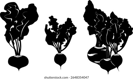 silhouettes of beetroot, radish, kohlrabi isolated on white background. vector illustration