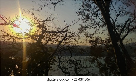 Silhouettes of big trees in the park on sunset. detailed vector illustration