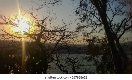 Silhouettes of big trees in the park on sunset. detailed vector illustration