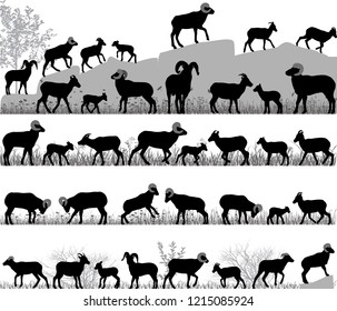 Silhouettes of bighorn sheeps, rams and lambs outdoors