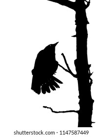 silhouettes of the birds