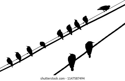 silhouettes of the birds