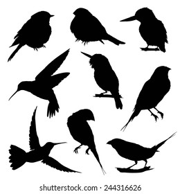 silhouettes of Birds