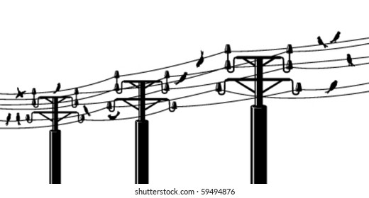 Silhouettes of birds in electrical wires