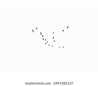Silhouettes birds flying isolated on white background