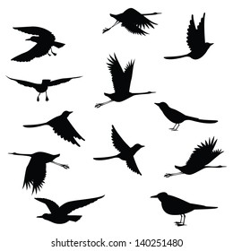 silhouettes birds on white background.Vector