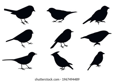 Silhouettes of birds, set, isolated on a white background. Birds: great tit sign, wagtail symbol, robin icon, blue tit, chickadee, nuthatch, willow tit. Vector stock illustration