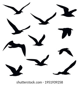 silhouettes of birds set. seagulls in flight isolated. Migration of birds. Vector stock illustration