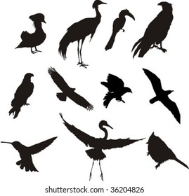 silhouettes of birds, vector illustration