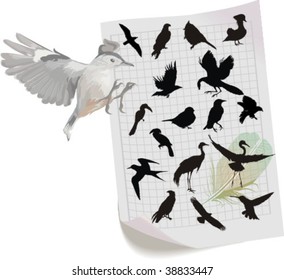 silhouettes of birds, vector illustration