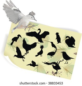 silhouettes of birds, vector illustration