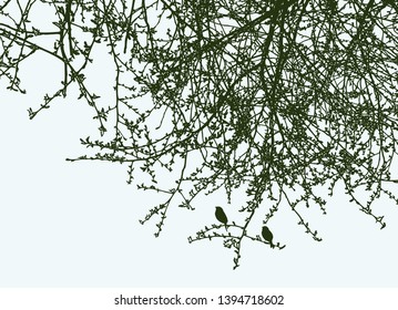 Silhouettes of branches of deciduous tree in the springtime