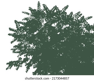 Silhouettes of branches with foliage on a white background. Vector realistic monochrome illustration of an elm tree.