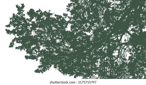 Silhouettes of branches with foliage on a white background. Vector realistic monochrome illustration of an elm tree.