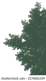 Silhouettes of branches with foliage on a white background. Vector realistic monochrome illustration of a poplar tree.