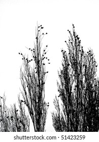 Silhouettes of branches of trees and birds