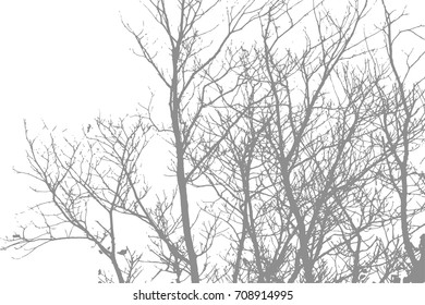 Silhouettes of Branches, Trees, Vector Background
