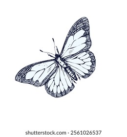 Silhouettes of butterflies. Monochrome Insect butterfly black winged gorgeous insect set isolated vector illustration