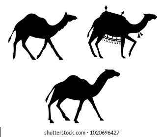 Silhouettes of camels. Animals isolated on white background.