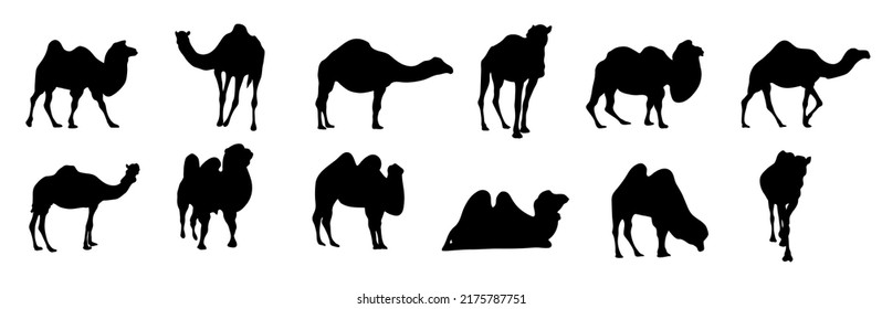 silhouettes of camels on a separate background