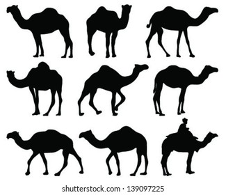 Silhouettes of camel-vector