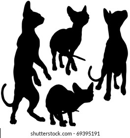 Silhouettes of cats in motions, on a white background