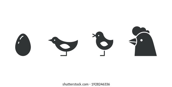 Silhouettes of chicken growth stages from egg to adult bird. Black and white vector illustration.