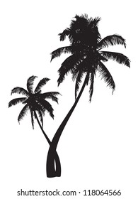 silhouettes of the coconut trees