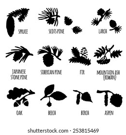 Silhouettes of conifers (spruce, pine, larch, fir), needles, cones and leaf trees (mountain ash, rowan, oak, beech, birch, aspen). Vector illustration.
