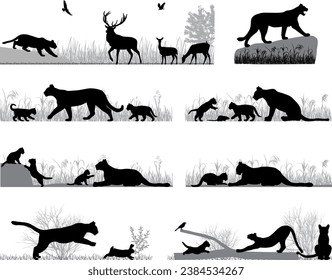 Silhouettes of cougars also named pumas or mountain lions and its cubs in wildlife and outdoors