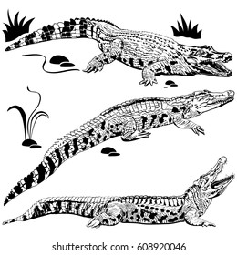 Silhouettes of crocodiles