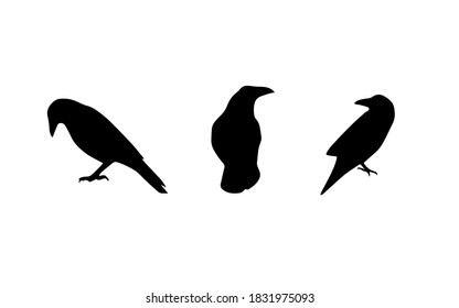 Silhouettes of crows. Vector illustration.