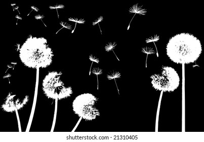 silhouettes of dandelions in the wind on black background