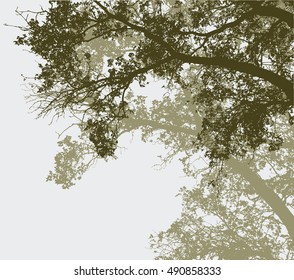 silhouettes of the deciduous trees in summer