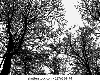 Silhouettes of deciduous trees in the winter forest