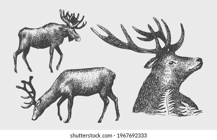 Silhouettes of deer, elk, moose, wild forest animals. Graphic vector illustration in vintage style.