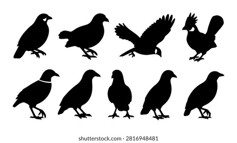 Silhouettes of different bird species in various postures, showcasing diversity and natural bird stances in black against a plain background.