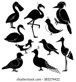 Silhouettes of different birds on white background.  Pelican, flamingo, woodpecker, swan, magpie, swallow, crows, cranes, peacock, pigeon. 