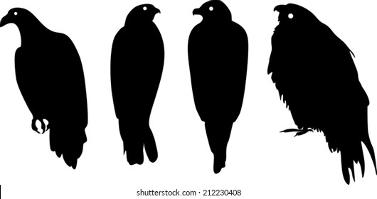 Silhouettes of different birds of prey