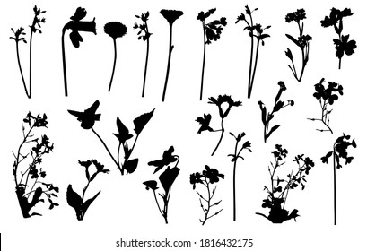 Silhouettes of different flowers (daffodil, daisy and etc.), different wild plants. Set, vector illustration