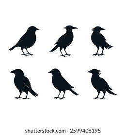 Silhouettes of different species of birds