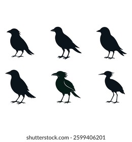 Silhouettes of different species of birds