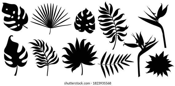 Silhouettes of different tropical leaves isolated on white. 