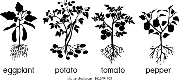 Silhouettes of different vegetable nightshade plants (pepper, tomato, potato and eggplant) with crop. General view of plant with root system isolated on white background