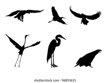 Silhouettes of the eagle and the stork on white background