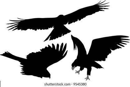 Illustration Crows Flying Feather Silhouette Isolated Stock Vector ...