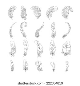 silhouettes feathers on white background vector illustration