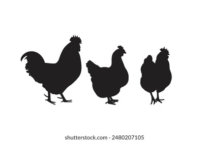 Silhouettes of female and male chickens. Beautiful chicken. Vector illustration