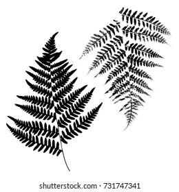 Silhouettes of a fern. Black on white background. Vector illustration.